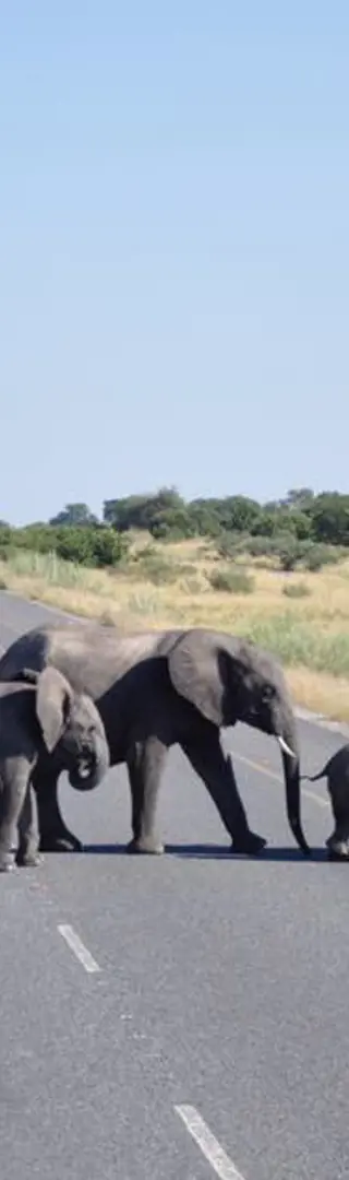 Tierischer Verkehr